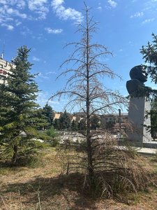 Высаженный сквер гибнет из-за бесхозяйственности — фото 7