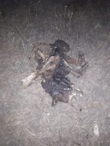 В Новочеркасске возле улицы Седова обнаружили нелегальное захоронение животных