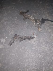 В Новочеркасске возле улицы Седова обнаружили нелегальное захоронение животных — фото 3