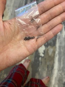 В микрорайоне Ключевой Новочеркасска орудует живодёр — фото 2