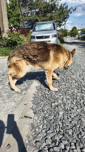 В переулке Пожарского заметили большую собаку с ошейником — фото 3