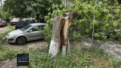 Гнилое дерево не выдержало порывов ветра и упало на парковку напротив детского сада номер 7 — фото 2