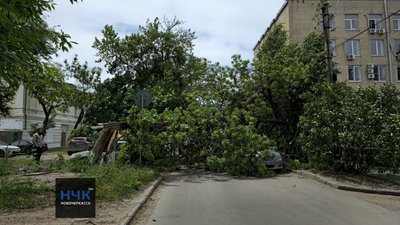 Гнилое дерево не выдержало порывов ветра и упало на парковку напротив детского сада номер 7 — фото 3