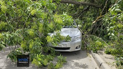 Гнилое дерево не выдержало порывов ветра и упало на парковку напротив детского сада номер 7 — фото 4