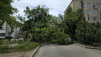 Гнилое дерево не выдержало порывов ветра и упало на парковку напротив детского сада номер 7 — фото 7